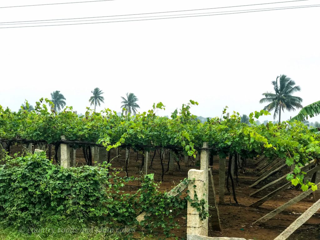 Vineyards in Bangalore