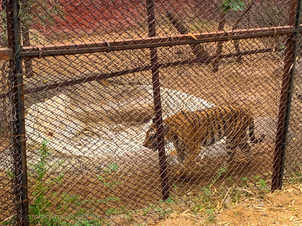 Tiger in Safari Park